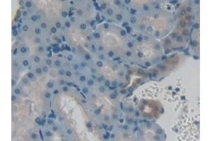 Immunohistochemistry (IHC) image for anti-VGF Nerve Growth Factor Inducible (VGF) (AA 330-449) antibody (ABIN7433207)