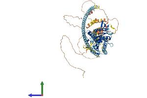 AlphaFold protein structure predicition of Mouse Recombinant Kifc2 Protein, UniprotID O08672