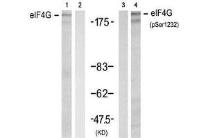 Western blot analysis of extracts from 293 cell using eIF4G (Ab-1232) Antibody (E021514, Lane 1 and 2) and eIF4G (phospho-Ser1232) antibody (E011514, Lane 3 and 4). (EIF4G1 Antikörper  (pSer1232))