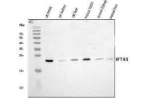 Western blot analysis of IFT43 using anti-IFT43 antibody (ABIN7599083). (IFT43 Antikörper  (AA 1-208))