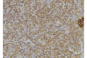 ABIN6276405 at 1/100 staining Human pancreas tissue by IHC-P. (ITGA4 Antikörper  (C-Term))
