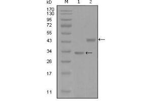 Western Blot showing SKP2 antibody used against truncated Trx-SKP2 recombinant protein (1) and GST-SKP2 (aa1-130) recombinant protein (2). (SKP2 Antikörper  (AA 1-130))