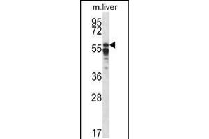 Western blot analysis in mouse liver tissue lysates (35ug/lane).