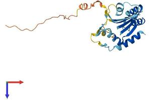 APOBEC2 Protein (AA 1-224) (His tag)