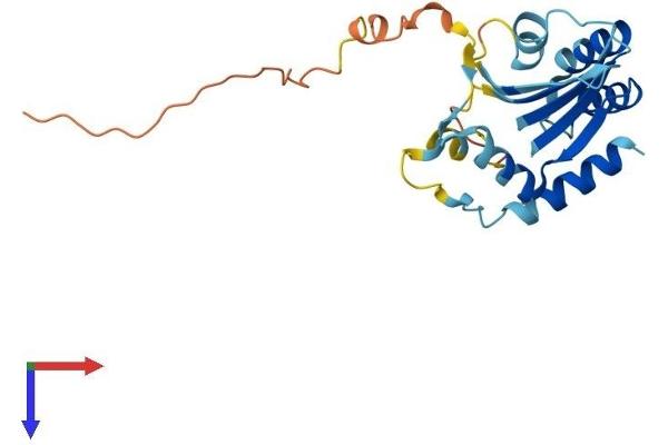 APOBEC2 Protein (AA 1-224) (His tag)