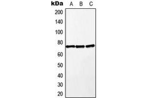 Western blot analysis of MEKK2 expression in A549 (A), Raw264. (MAP3K2 Antikörper  (Center))