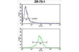 CHIA Antibody (N-term) FC analysis of ZR-75-1 cells (bottom histogram) compared to a negative control cell (top histogram). (CHIA Antikörper  (N-Term))