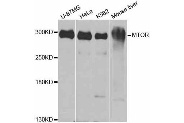 MTOR Antikörper  (AA 2388-2487)