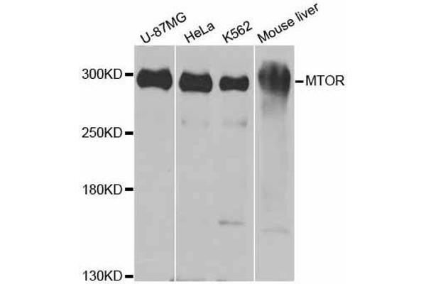 MTOR anticorps  (AA 2388-2487)