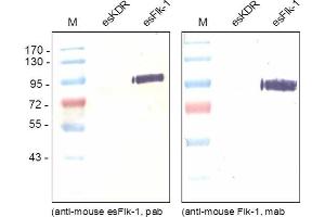Western blot was performed using monoclonal anti-Mouse esFlk-1 recognizing the soluble as well as the transmembrane form of Flk-1 and poyclonal antibody directed against the unique C-terminal end of the endogenous esFlk-1 (GMEASLGDRIAMP) recognizing solely the endogenous form. (VEGFR2/CD309 Antikörper  (C-Term))