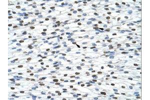 Image no. 2 for anti-Heterogeneous Nuclear Ribonucleoprotein A0 (HNRNPA0) (AA 154-203) antibody (ABIN202208)