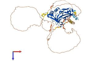 T-Box 1 Protein (TBX1) (AA 1-479) (His tag)