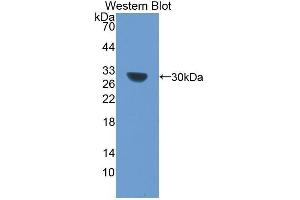 Western Blotting (WB) image for anti-BCL2-Like 1 (BCL2L1) (AA 2-212) antibody (ABIN1077850) (BCL2L1 Antikörper  (AA 2-212))
