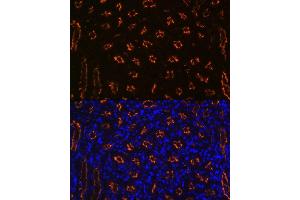 Immunofluorescence analysis of mouse kidney using CD13/ANPEP Rabbit mAb (ABIN7265525) at dilution of 1:100 (40x lens). (CD13 Antikörper)