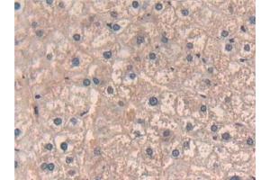 Immunohistochemistry (IHC) image for anti-Growth Hormone Releasing Hormone (GHRH) (AA 19-108) antibody (ABIN7429781)