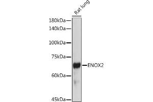 Western blot analysis of extracts of Rat lung, using ENOX2 antibody (ABIN6129374, ABIN6140176, ABIN6140178 and ABIN6222855) at 1:1000 dilution. (ENOX2 Antikörper  (AA 411-610))