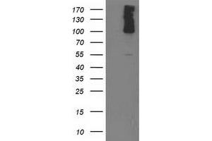 Western Blotting (WB) image for anti-phosphodiesterase 2A, CGMP-Stimulated (PDE2A) antibody (ABIN1500079) (PDE2A Antikörper)