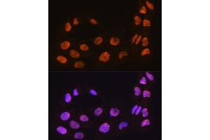 Immunofluorescence analysis of C6 cells using M antibody (ABIN7268410) at dilution of 1:100. (MAML2 Antikörper  (AA 750-850))