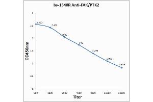 Antigen: 0. (FAK Antikörper  (AA 901-1052))