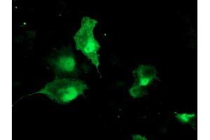 Anti-TBCC mouse monoclonal antibody (ABIN2455788) immunofluorescent staining of COS7 cells transiently transfected by pCMV6-ENTRY TBCC (RC203563). (TBCC Antikörper)