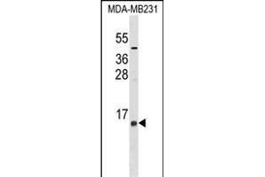 LST1 Antibody (Center) (ABIN1537970 and ABIN2849022) western blot analysis in MDA-M cell line lysates (35 μg/lane). (LST1 Antikörper  (AA 19-47))