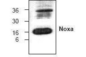 Image no. 1 for anti-Phorbol-12-Myristate-13-Acetate-Induced Protein 1 (PMAIP1) antibody (ABIN127296) (NOXA Antikörper)