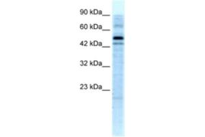 Western Blotting (WB) image for anti-Stonin 1 (STON1) antibody (ABIN2460240) (STON1 Antikörper)