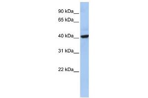 THAP5 antibody used at 1 ug/ml to detect target protein.