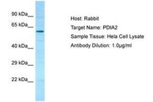 Image no. 1 for anti-Protein Disulfide Isomerase Family A, Member 2 (PDIA2) (AA 111-160) antibody (ABIN6750065) (PDIA2 Antikörper  (AA 111-160))