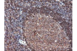 Image no. 4 for anti-CNDP Dipeptidase 2 (Metallopeptidase M20 Family) (CNDP2) antibody (ABIN1497548) (CNDP2 Antikörper)