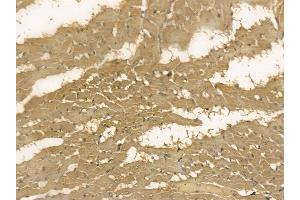 AFM Mouse Monoclonal Antibody at 1/100 staining rat heart tissue by IHC-P. (Afamin Antikörper)