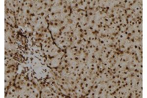 ABIN6279637 at 1/100 staining Rat liver tissue by IHC-P. (OAZ2 Antikörper  (Internal Region))