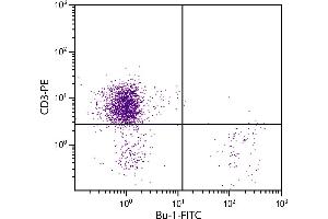 Chicken peripheral blood lymphocytes were stained with Mouse Anti-Chicken Bu-1-FITC. (Bu-1 Antikörper  (FITC))