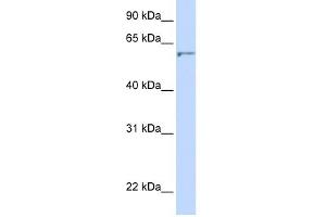 DHCR24 antibody used at 1 ug/ml to detect target protein. (Seladin 1 Antikörper  (N-Term))