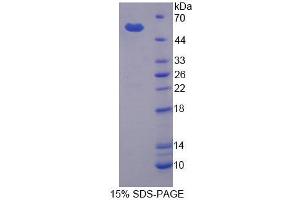 SDS-PAGE analysis of Cow MMP3 Protein. (MMP3 Protein)