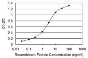 Detection limit for recombinant GST tagged GLS is 0. (Glutaminase Antikörper  (AA 580-669))