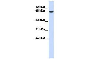 Western Blotting (WB) image for anti-Cytoskeleton-Associated Protein 4 (CKAP4) antibody (ABIN2459050) (CKAP4 Antikörper)