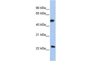 WB Suggested Anti-POFUT2 Antibody Titration:  0. (POFUT2 Antikörper  (N-Term))