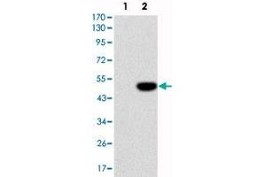Western blot analysis using IL1B monoclonal antibody, clone 3A6  against HEK293 (1) and IL1B-hIgGFc transfected HEK293 (2) cell lysate. (IL-1 beta Antikörper)