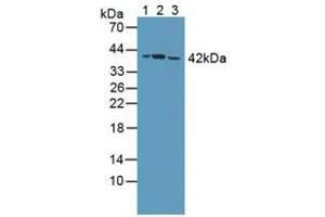 Figure. (PPP2R4 Antikörper  (AA 1-323))