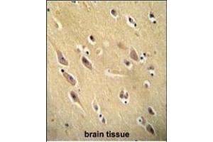 CYB561D1 antibody (C-term) (ABIN654999 and ABIN2844633) immunohistochemistry analysis in formalin fixed and paraffin embedded human brain tissue followed by peroxidase conjugation of the secondary antibody and DAB staining. (CYB561D1 Antikörper  (C-Term))