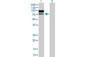 Western Blot analysis of MAG expression in transfected 293T cell line by MAG MaxPab polyclonal antibody. (MAG Antikörper  (AA 1-626))
