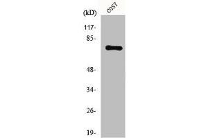 Western Blot analysis of COS7 cells using Netrin-1 Polyclonal Antibody (Netrin 1 Antikörper  (C-Term))