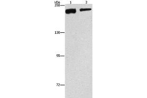 Western Blot analysis of NIH/3T3 and hela cell using CLTC Polyclonal Antibody at dilution of 1:300 (Clathrin Heavy Chain (CLTC) Antikörper)