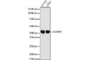 Western blot analysis of extracts of various cell lines, using IGFBP3 antibody (ABIN7267908) at 1:1000 dilution. (IGFBP3 Antikörper  (AA 100-200))