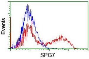 Image no. 2 for anti-Spastic Paraplegia 7 (SPG7) (AA 300-573) antibody (ABIN1491370)
