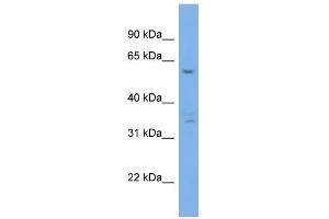 WB Suggested Anti-UBQLN4 Antibody Titration: 0.