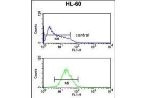 TNFRSF14 Antibody (Center) (ABIN653038 and ABIN2842652) flow cytometric analysis of HL-60 cells (bottom histogram) compared to a negative control cell (top histogram). (HVEM Antikörper  (AA 210-236))