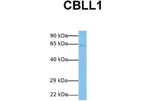 Host:  Rabbit  Target Name:  CBLL1  Sample Tissue:  Human Jurkat  Antibody Dilution:  1. (CBLL1 Antikörper  (C-Term))