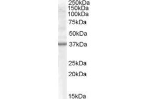 Western Blotting (WB) image for anti-Renalase, FAD-Dependent Amine Oxidase (RNLS) (Internal Region) antibody (ABIN2466190) (RNLS Antikörper  (Internal Region))